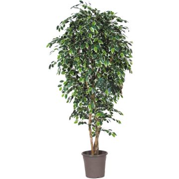 Deko Birkenfeige LUDGARDIS, Natürliche Stämme, grün-weiß, 125cm - Made in Italy