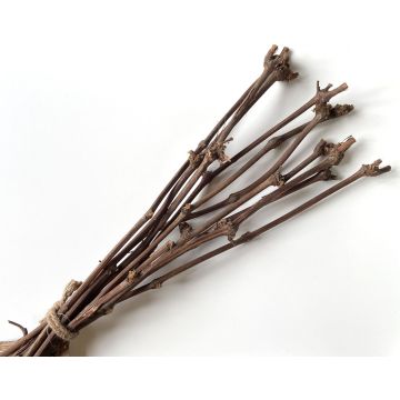 Weinreben Zweige RAGGA im Bund, 10 Stück, natur, 60cm