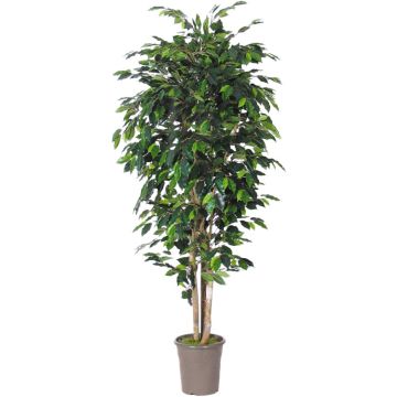 Unechter Ficus Benjamini LEVANTA, Naturstämme, grün, 150cm - Made in Italy