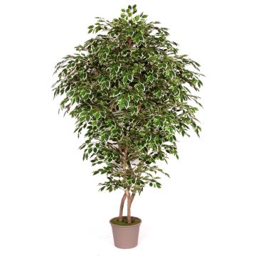Deko Birkenfeige NEVANTA, Echtstämme, grün-weiß, 225cm - Made in Italy