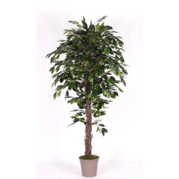Kunst Ficus Benjamini AMANCIO, Naturstämme, grün, 175cm - Made in Italy