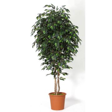 Unechter Ficus Benjamini LEVANTA, Naturstämme, grün, 275cm - Made in Italy