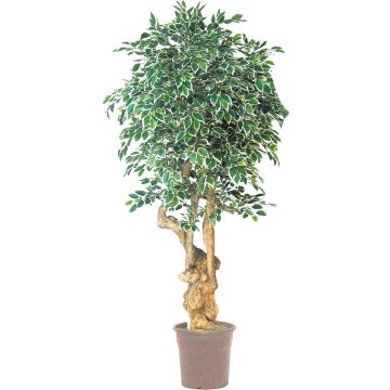 Künstlicher Ficus Benjamini AURELIANO, Naturstamm, grün-weiß, 200cm - Made in Italy