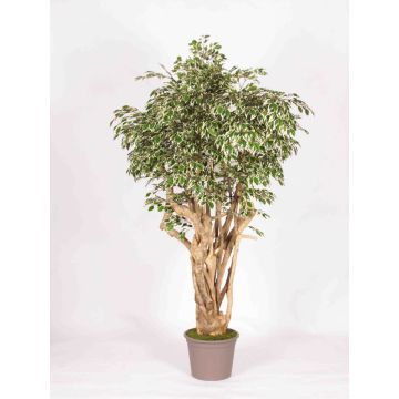 Kunststoff Birkenfeige LISENKA, Echtstamm, grün-weiß, 225cm - Made in Italy