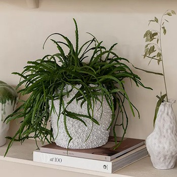 Cremefarbene Blumentöpfe