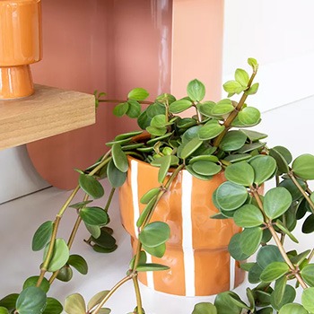 Blumentöpf in Orange