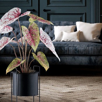 Schwarze Blumentöpfe