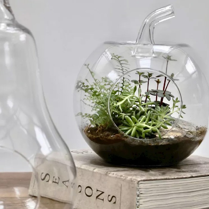 Flaschengarten / Terrarien